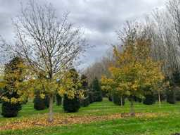 Online veiling Liquidatie overstock bomen