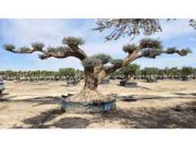 Online veiling Olijfbomen , palmbomen , badmeubelen , keukenkranen